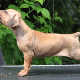 Rhodesian Ridgebacks from Armagh Rhodesian Ridgebacks