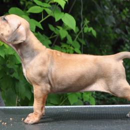 Rhodesian Ridgebacks from Armagh Rhodesian Ridgebacks