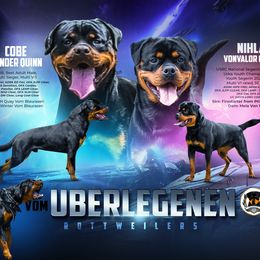 Rottweiler puppies from Vom Uberlegenen Rottweilers