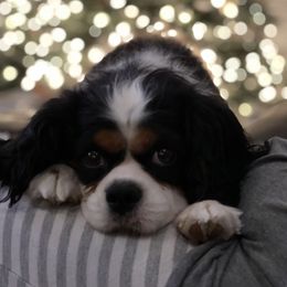 Cavalier King Charles Spaniel Puppies from Ridgefield Cavaliers