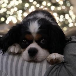 Cavalier King Charles Spaniel Puppies from Ridgefield Cavaliers