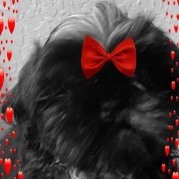 Jedi - Shih Tzu
