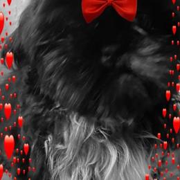 Jedi - Shih Tzu