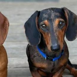 Dachshunds from Bar H Dachshunds