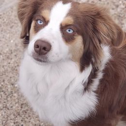 Australian Shepherds from Bent Bar C Aussies