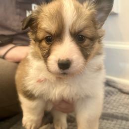 Red Collar Boy Frost - Red male Pembroke Welsh Corgi puppy in Paris, Kentucky from Flat Run Corgis