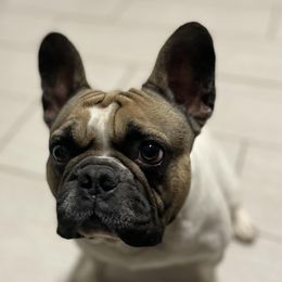 Boston Terriers and French Bulldogs from Ferina’s Benevolent Bostons and Bulldogs