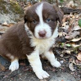 Belle - Red tri-color female Australian Shepherd puppy in Grants Pass, Oregon from Carmel Mountain Aussies