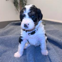 Smokey - Black and white male Bernedoodle puppy in Moreno Valley, California from Ayy_Doodles