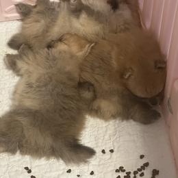 Pomeranian Puppies from Lori’s Precious Poms