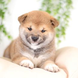 Norito - Red Boy - Red male Shiba Inu puppy in Neosho, Missouri from Sunny Terrace Shibas