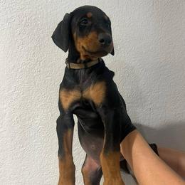Dachshund and Doberman Pinscher Puppies from Texas Mini Dachshunds & Dobermans