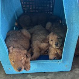 Golden Retriever Puppies from Pawmetto Goldens