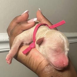 Poodle Puppies from J'Adore Doodles