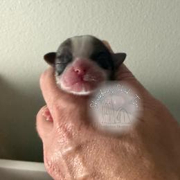 AKC female - SUNNY - Tricolor female Shih Tzu puppy in Moses Lake, Washington from Shurbeez Shih Tzu