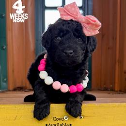 Cove - Black female Goldendoodle puppy in Orange, Texas from Walk with Me Doodles