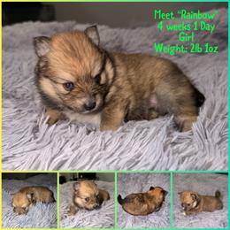 German Shepherd, Goldendoodle, Golden Retriever, and Pomsky Puppies from Besties Paw Life
