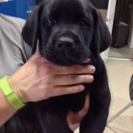 Labrador Retriever Puppies from Top Gun Labradors