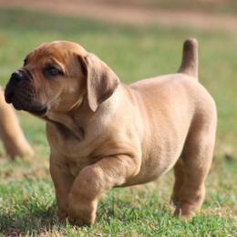 Chumsley (Orange) - Reddish brown male Boerboel puppy in Shawnee, Oklahoma from TXT Boerboels