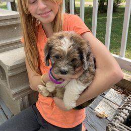 Bernedoodle Puppies from Abby Hamilton