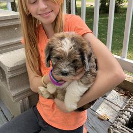 Bernedoodle Puppies from Abby Hamilton