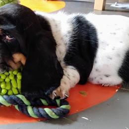 Basset Hound Puppies from Honey Moon Hounds
