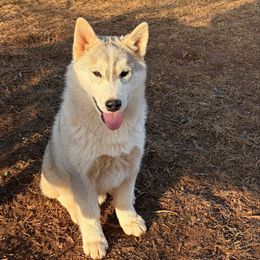 Boy 1 - Gray and white male Siberian Husky puppy in Loudon, Tennessee from Kristari Siberians