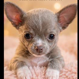 Cali - Silver and white female Chihuahua puppy in Washington from Amy's Chihuahuas