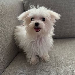 Bambi - Maltese puppy from Lizeth's Pups