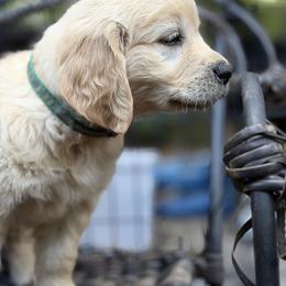 Peppermint Paws - Light golden male Golden Retriever puppy in Gainesville, Florida from Heart and Soul Dog Breeding, Inc.