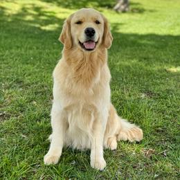 Cherry - Golden Retriever