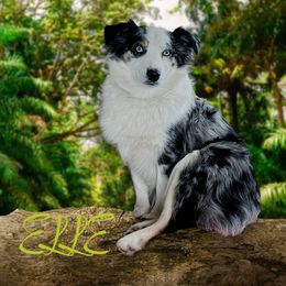Molly - Miniature Australian Shepherd