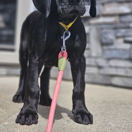 Girl 4 - Black Great Dane puppy in Ohio from Loyal-Loves Great Danes
