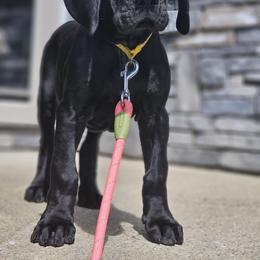 Girl 4 - Black Great Dane puppy in Ohio from Loyal-Loves Great Danes