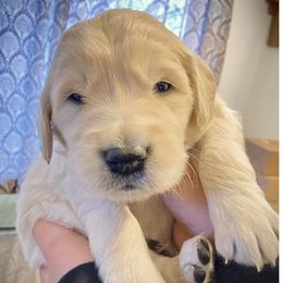 Golden Retrievers from Penny's Goldens