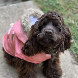 Chinese Shar-Pei, Cocker Spaniels, and Companion Crosses from Mini Hippo Land