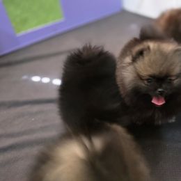 Journey - Orange sable female Pomeranian puppy in Jacksonville, Florida from L'Orlean Kennels