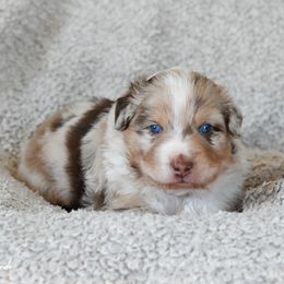 Boy 1 - Blue merle male Australian Shepherd puppy in Rochester, Massachusetts from Clover Creek Aussies