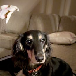 Dachshund All Grown Up from Scarletson Dachshunds