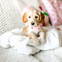 Pistachio - Apricot male Goldendoodle puppy in Springville, Utah from Happy Doodle