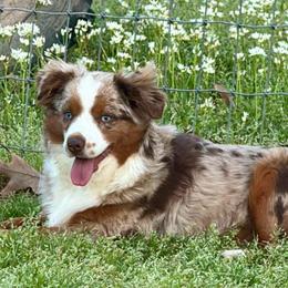 Josie - Toy Australian Shepherd