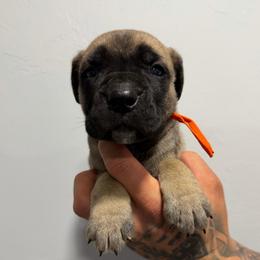 Male 6 - Fawn male Cane Corso puppy in Cashion, Oklahoma from APEXOK Cane Corsos LLC
