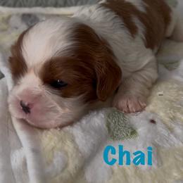 Chai - Blenheim male Cavalier King Charles Spaniel puppy in Sandstone, Minnesota from Peaceful Garden Cavaliers