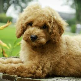 Iris - Poodle puppy from Perfect Match Poodles