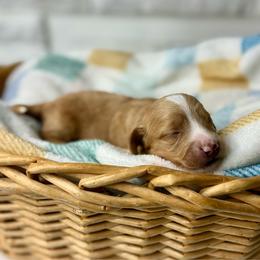 Valor - Cream female Dachshund puppy in Three Rivers, Michigan from Michiana Dachshunds