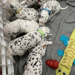 Dalmatian Puppies from Blue Moon Dalmatians