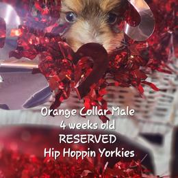Yorkshire Terrier Puppies from Hip Hoppin Yorkies