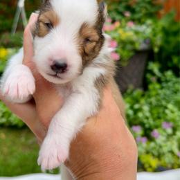 STRIPES - Sable & white male Toy Shetland Sheepdog puppy in Livonia, Michigan from M7’s Shelties, Toonies & AussieDoodles
