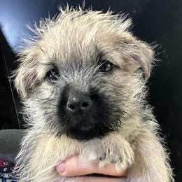 Finnegan - Gray male Cairn Terrier puppy in Bigfork, Minnesota from Dachshunds Up North