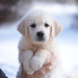 Rosie - Light golden female Golden Retriever puppy in Hagerstown, Maryland from Pinewood Acres Goldens